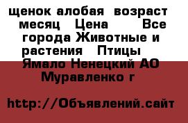 щенок алобая .возраст 1 месяц › Цена ­ 7 - Все города Животные и растения » Птицы   . Ямало-Ненецкий АО,Муравленко г.